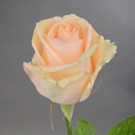 Разнообразие и красота: Топ-лучших роз в современном мире