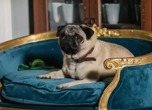 Бублик, пухлик та батон: культові мопси кінематографа