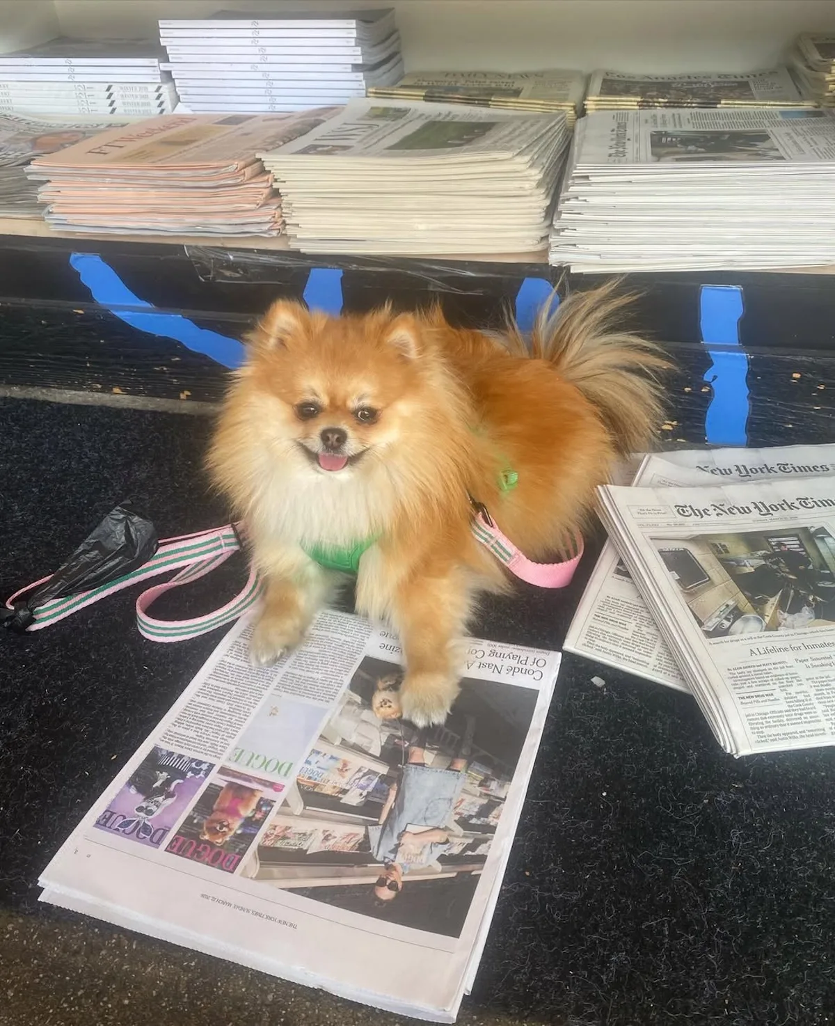 Маленький собака сидить на стопці газет поруч із обкладинками