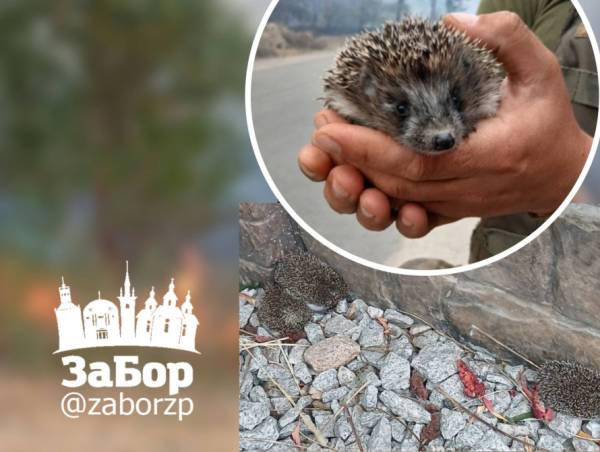 Запорізькі патрульні витягли сім’ю їжаків з вогняної пастки